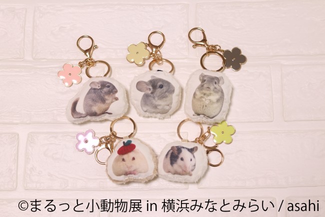 横浜で まるっと小動物展 開催 ハムスターやリスを まるごと 楽しめる癒し空間 21年4月1日 写真 イベント クランクイン トレンド