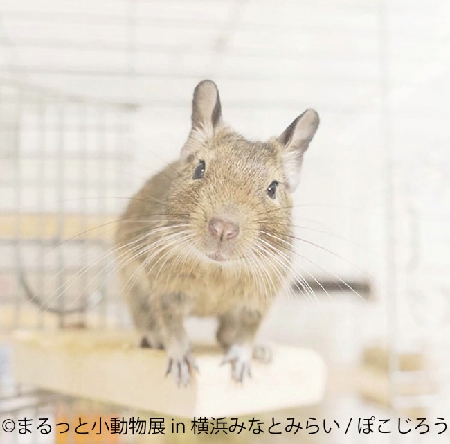 横浜で まるっと小動物展 開催 ハムスターやリスを まるごと 楽しめる癒し空間 21年4月1日 写真 イベント クランクイン トレンド