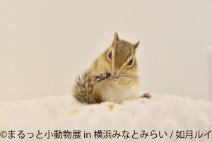 まるっと小動物展 in 横浜みなとみらい