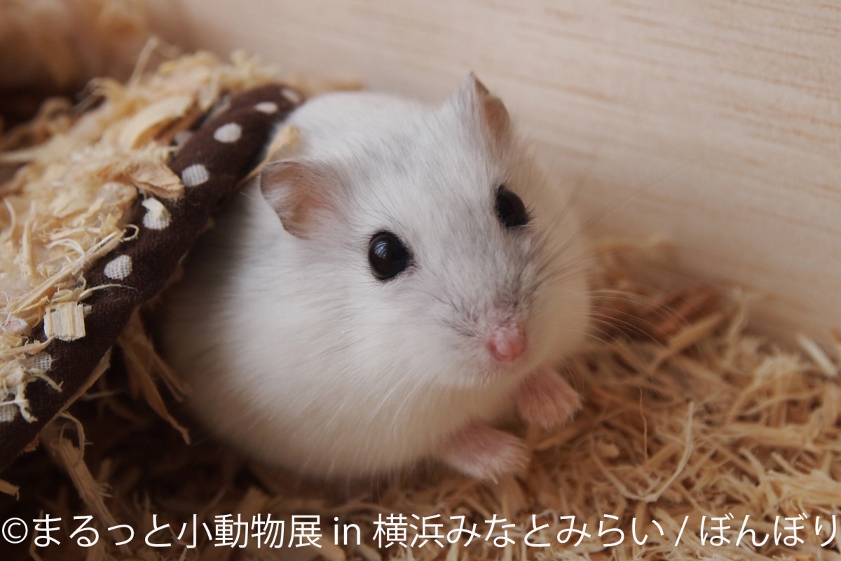 横浜で「まるっと小動物展」開催！　ハムスターやリスを“まるごと”楽しめる癒し空間