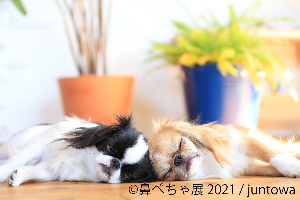 鼻ぺちゃ展