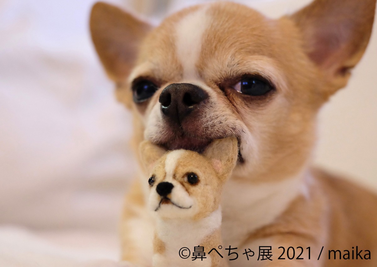 鼻ぺちゃ展