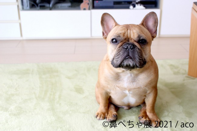 鼻ぺちゃ展 横浜 調布で初開催 癒しの ぶひカワ 犬作品が一堂に集結 21年4月14日 写真 イベント クランクイン トレンド