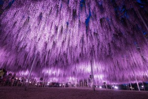 あしかがフラワーパーク「ふじのはな物語～大藤まつり2021～」