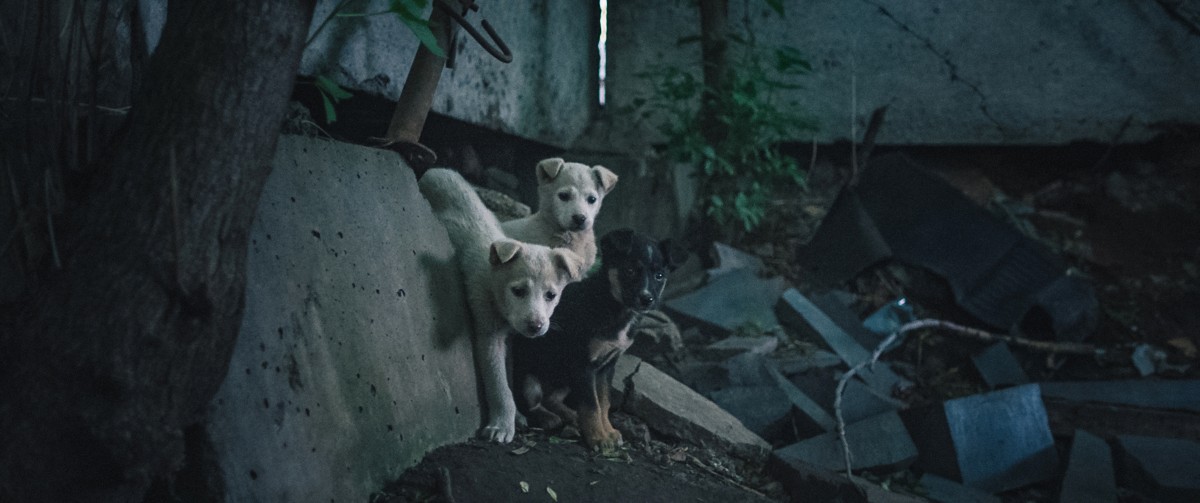 宇宙に初めて行ったのは犬――犬を取り巻く過酷な現実を映し出す『犬は歌わない』予告