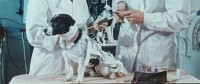 宇宙に初めて行ったのは犬――犬を取り巻く過酷な現実を ...