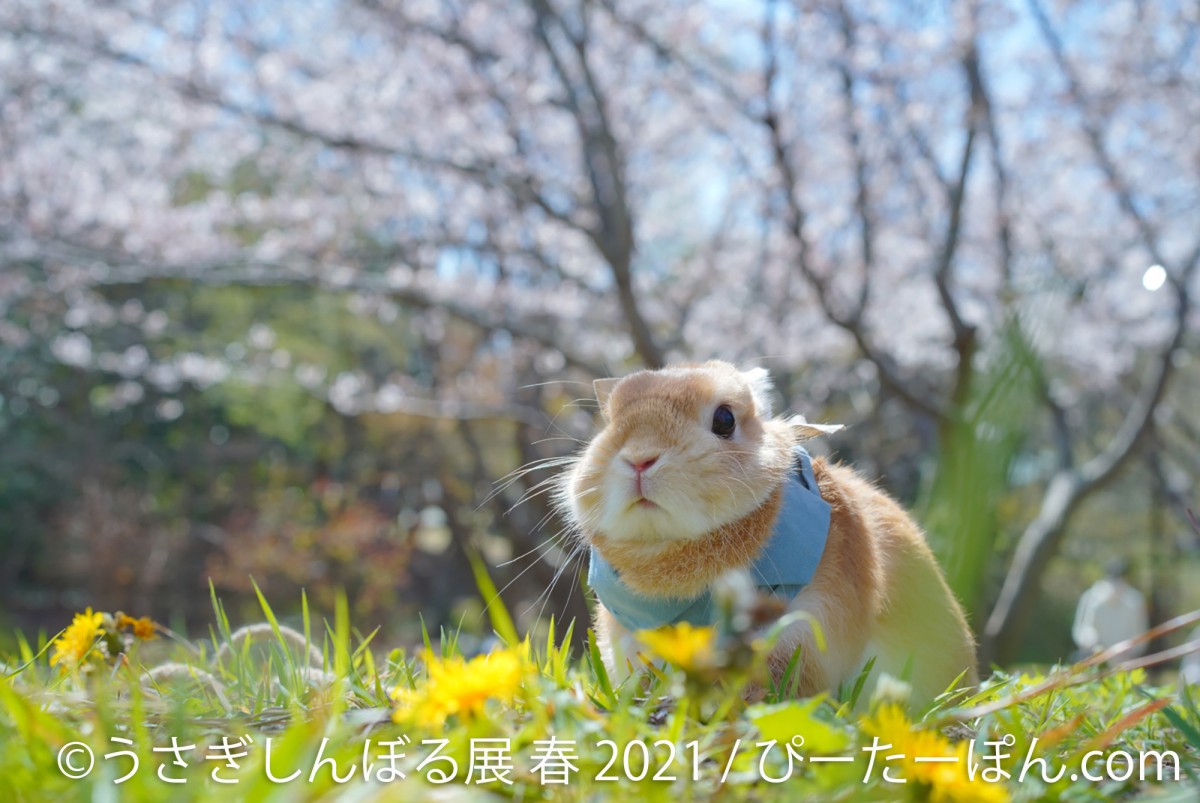 うさぎしんぼる展　名古屋