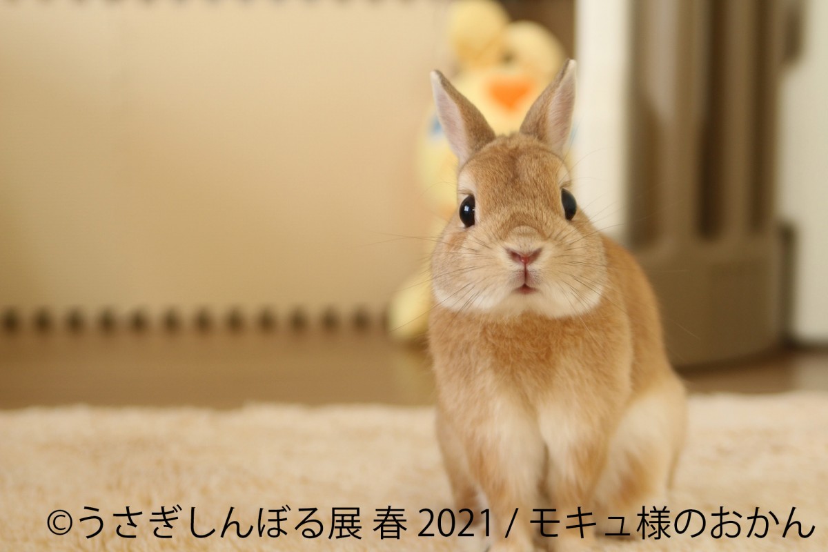 うさぎしんぼる展　名古屋