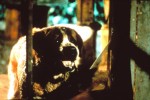 映画『クジョー』（1983）　町外れの自動車工場で飼われているセントバーナードが狂犬病に感染。真夏の炎天下、敷地内で故障した車に取り残された母と幼い少年を襲う。病に苦しむ大型犬の虚ろな目と、『アオラレ』のラッセル・クロウの捨て鉢な表情はどこか似ている？