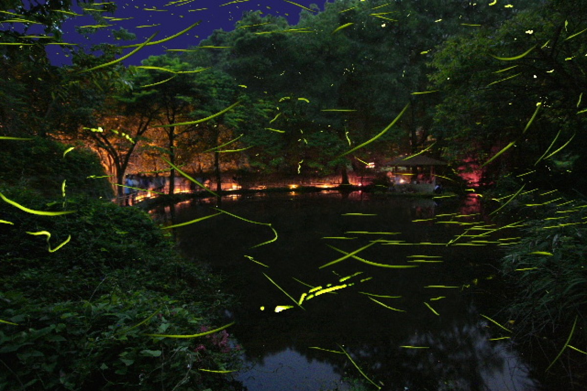 6月だけの幻想的な光景 池の水面に ほたるの光 が映りこむイベント開催へ 21年5月22日 イベント クランクイン トレンド 6月だけの幻想的な光景 池の水面に ほたるの光 が映りこむイベント開催へ 21年5月22日 イベント クランクイン トレンド