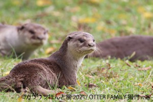  「カワウソほんと展 2021」