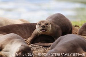  「カワウソほんと展 2021」