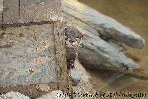  「カワウソほんと展 2021」