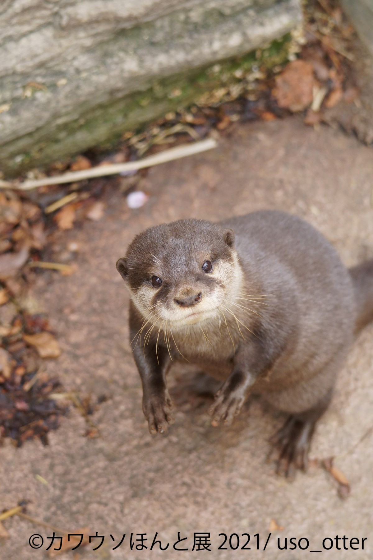  「カワウソほんと展 2021」