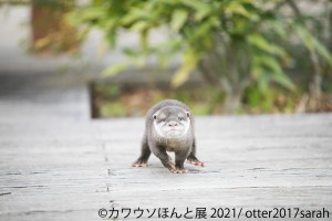  「カワウソほんと展 2021」