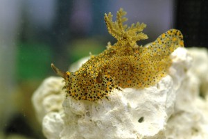 サンシャイン水族館「3つの“ヤコウセイ”」×Ado