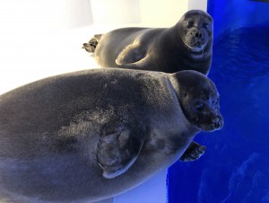 サンシャイン水族館「3つの“ヤコウセイ”」×Ado