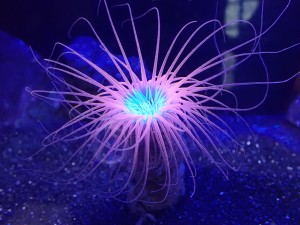 サンシャイン水族館「3つの“ヤコウセイ”」×Ado