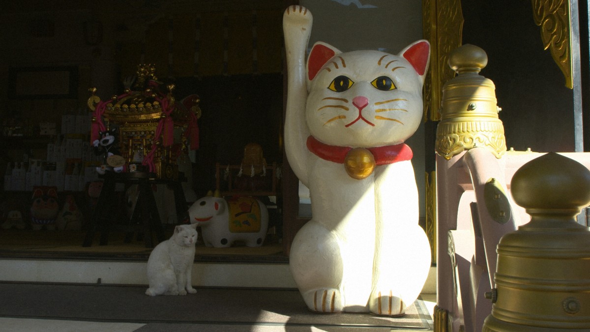 今夜放送『岩合光昭の世界ネコ歩き』　浅草の神社や寄席、老舗で個性的なネコに出会う