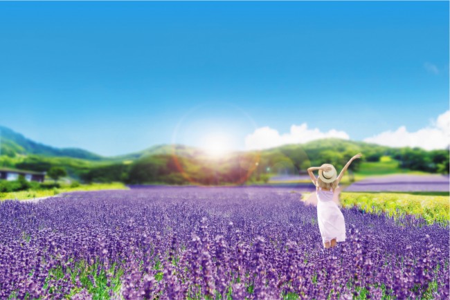 関東最大級のラベンダー畑“早咲き2万株”が見ごろ！　7月下旬には紫のじゅうたん広がる
