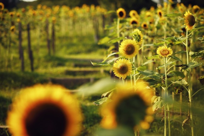 兵庫 神戸布引ハーブ園でひまわりの見ごろ到来 昼と夕方で雰囲気の変わる花畑 21年7月30日 写真 おでかけ クランクイン トレンド