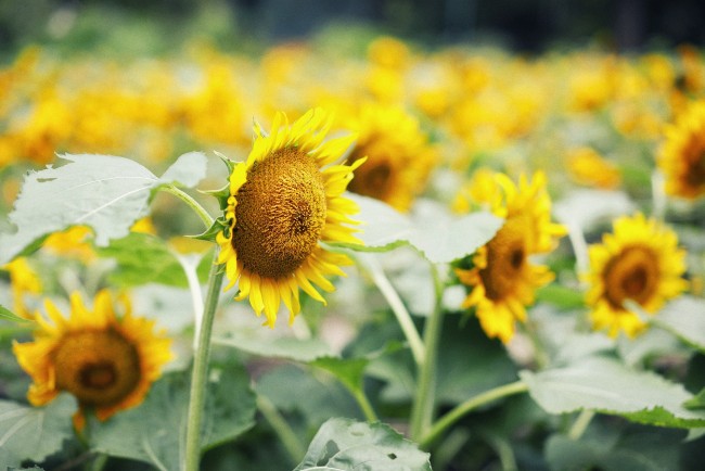 兵庫 神戸布引ハーブ園でひまわりの見ごろ到来 昼と夕方で雰囲気の変わる花畑 21年7月30日 写真 おでかけ クランクイン トレンド