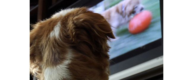 犬が見る 犬のための専用番組が大人気 米ケーブルテレビが放送 12年4月23日 気になる ニュース クランクイン 犬が見る 犬のための専用番組が大人気 米ケーブルテレビが放送 12年4月23日 気になる ニュース クランクイン