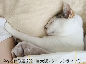 「ねこ休み展 2021 in 大阪」