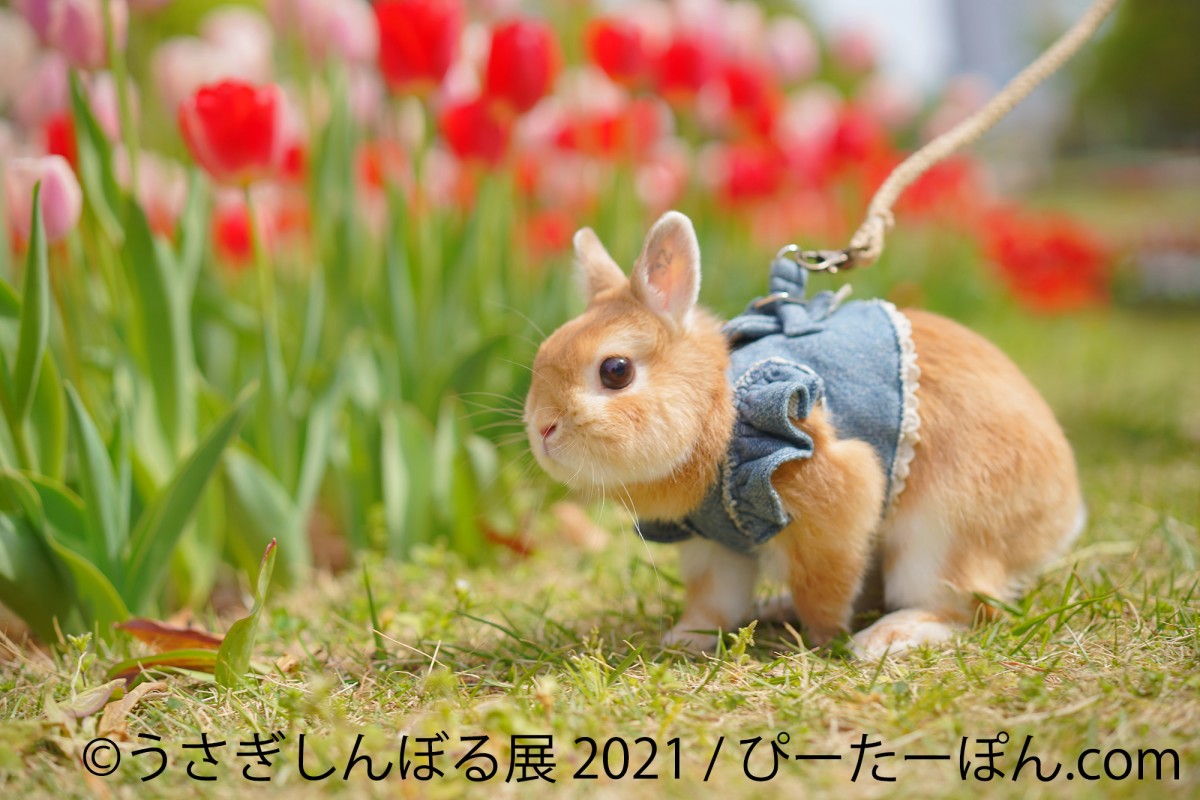 うさぎしんぼる展2021