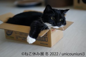 「ねこ休み展」