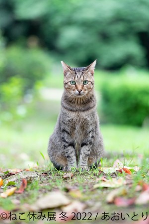 「ねこ休み展」