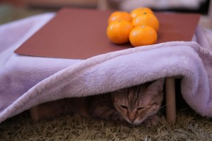 猫ちゃん専用のこたつ付きみかん「猫と、こたつと、思い出みかん」