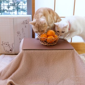 猫ちゃん専用のこたつ付きみかん「猫と、こたつと、思い出みかん」