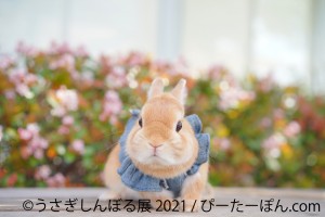 うさぎしんぼる展2021