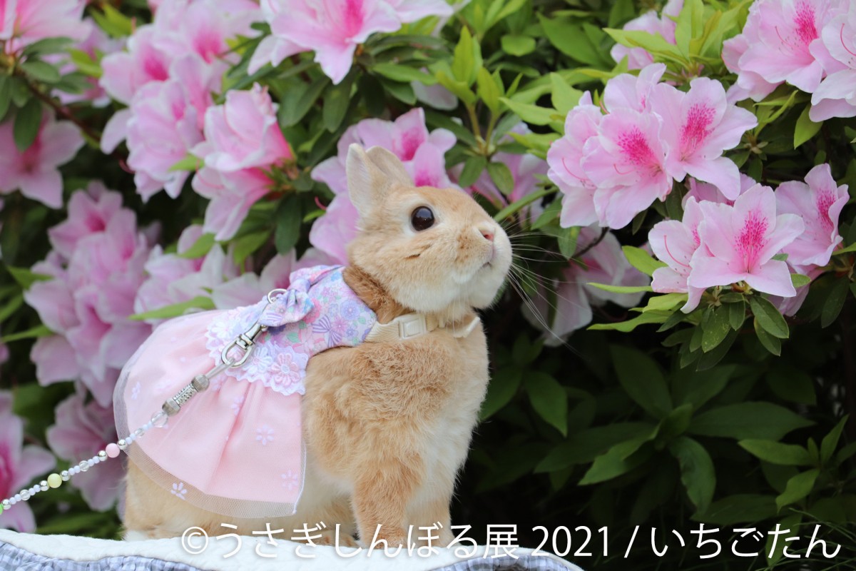 うさぎしんぼる展2021