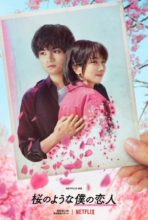 Netflix映画『桜のような僕の恋人』ティーザーアート