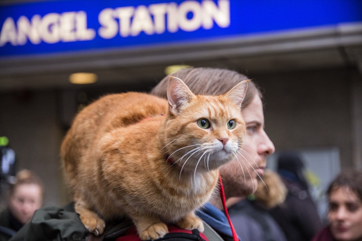 映画『ボブという名の猫2　幸せのギフト』場面写真