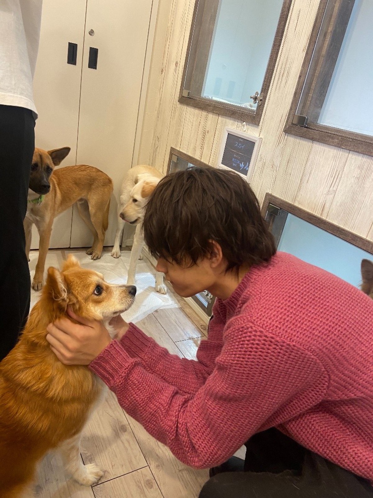 佐野勇斗、保護犬と10日間の共同生活　“預かりボランティア”に挑戦