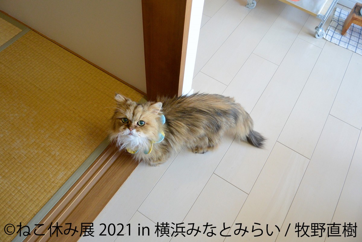 ねこ休み展 2021 in 横浜みなとみらい