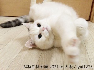 「ねこ休み展 2021 in 大阪」