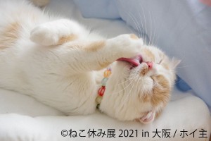 「ねこ休み展 2021 in 大阪」