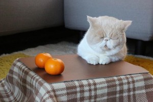 猫ちゃん専用のこたつ付きみかん「猫と、こたつと、思い出みかん」