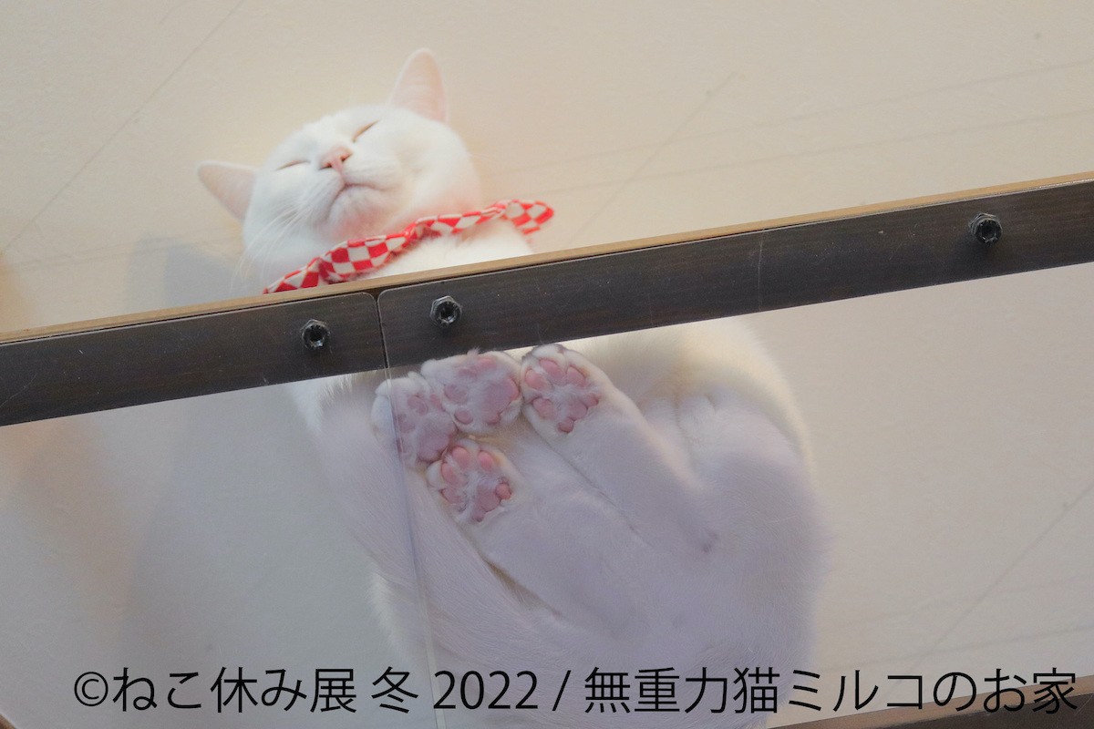 「ねこ休み展」