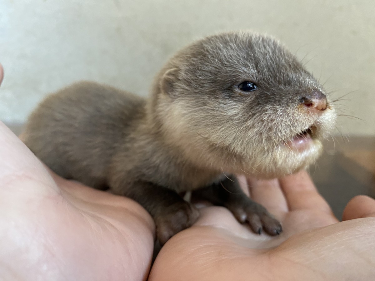 横浜・八景島シーパラダイス　コツメカワウソ