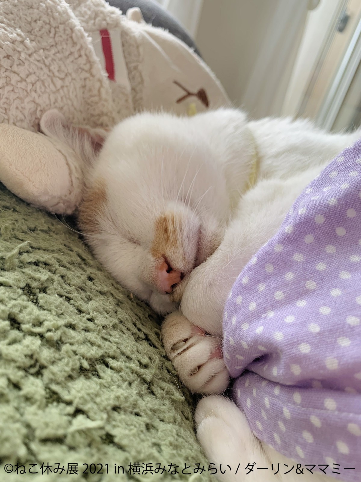 ねこ休み展 2021 in 横浜みなとみらい