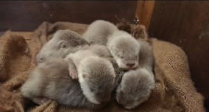 横浜・八景島シーパラダイス　コツメカワウソ