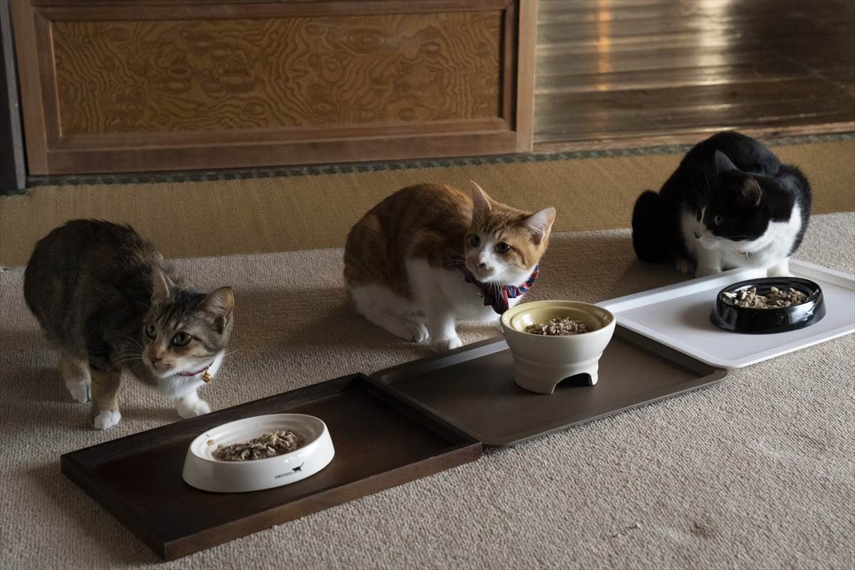 猫の日に猫まみれ！　古川雄輝『ねこ物件』、究極の癒やしの猫画像22点公開　予告も到着