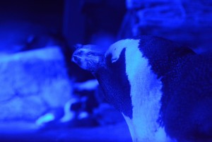 京都水族館「夜のすいぞくかん」4．2から開催！