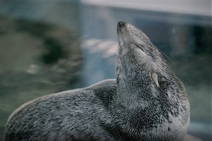 京都水族館「夜のすいぞくかん」4．2から開催！