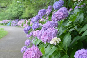 20220609_「花菖蒲・睡蓮まつり」